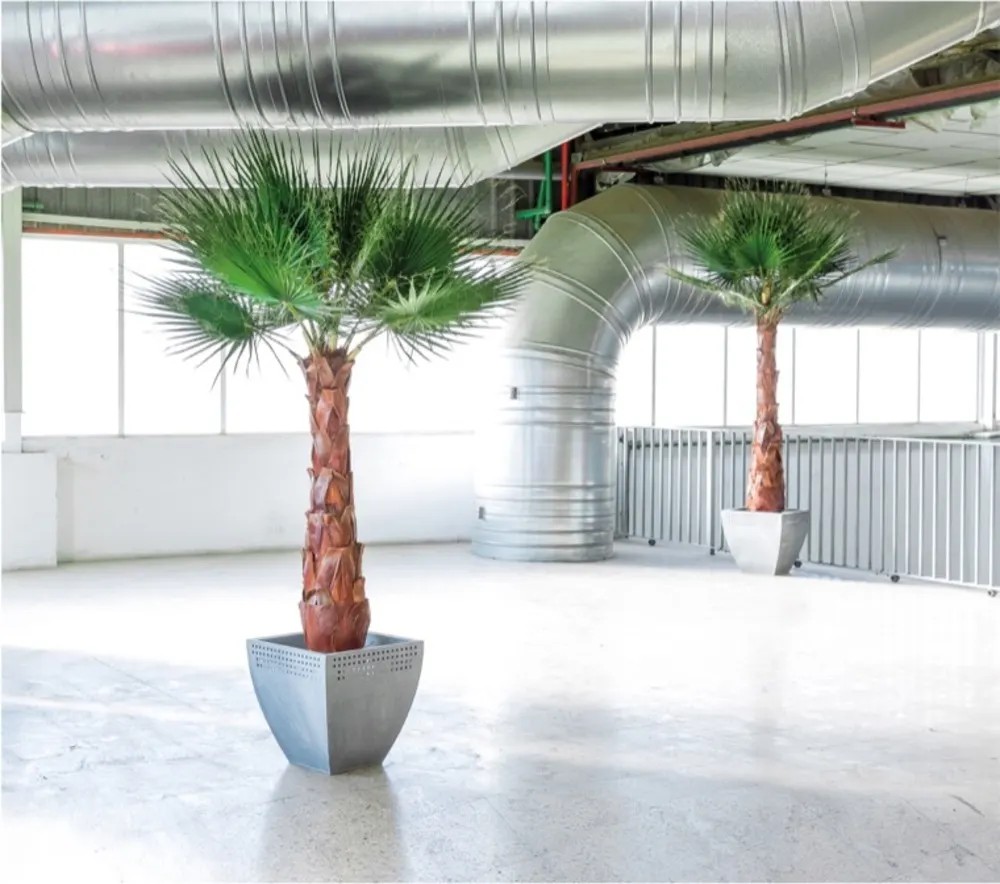 Palmier Washingtonia stabilisé bureau