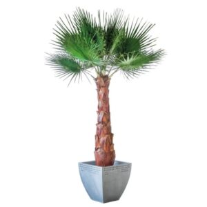 Palmier Washingtonia stabilisé