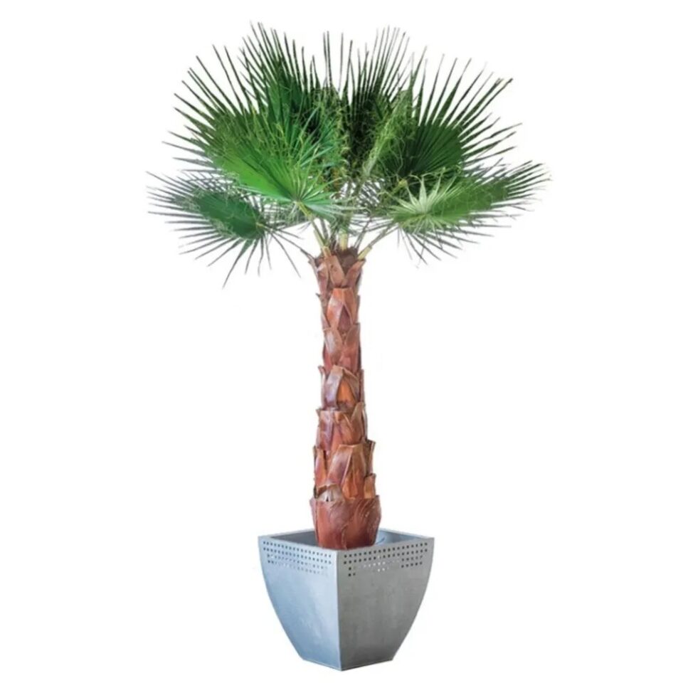 Palmier Washingtonia Stabilisé