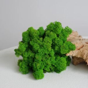 lichen stabilisé vert pomme