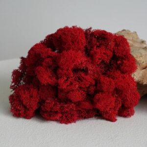 lichen stabilisé rouge détails