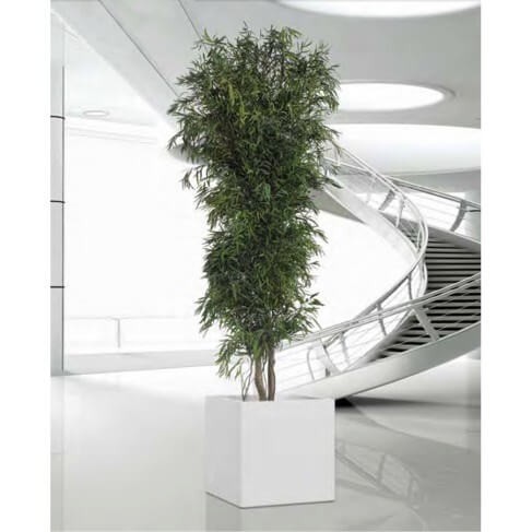 Eucalyptus Nicoly vert