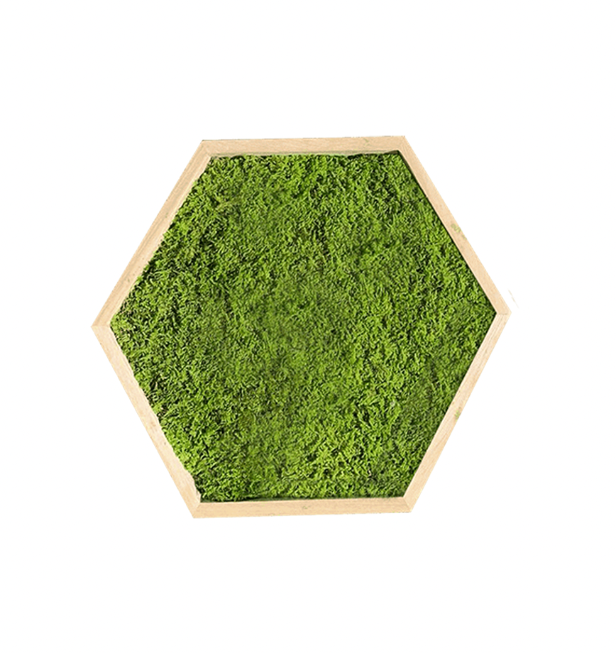 Hexagone en mousse plate verte claire