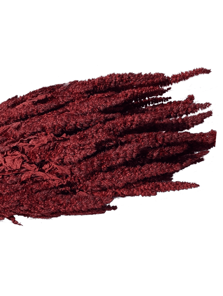 Amarante épi rouge