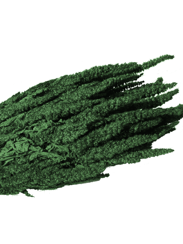 Amarante épi vert foncé