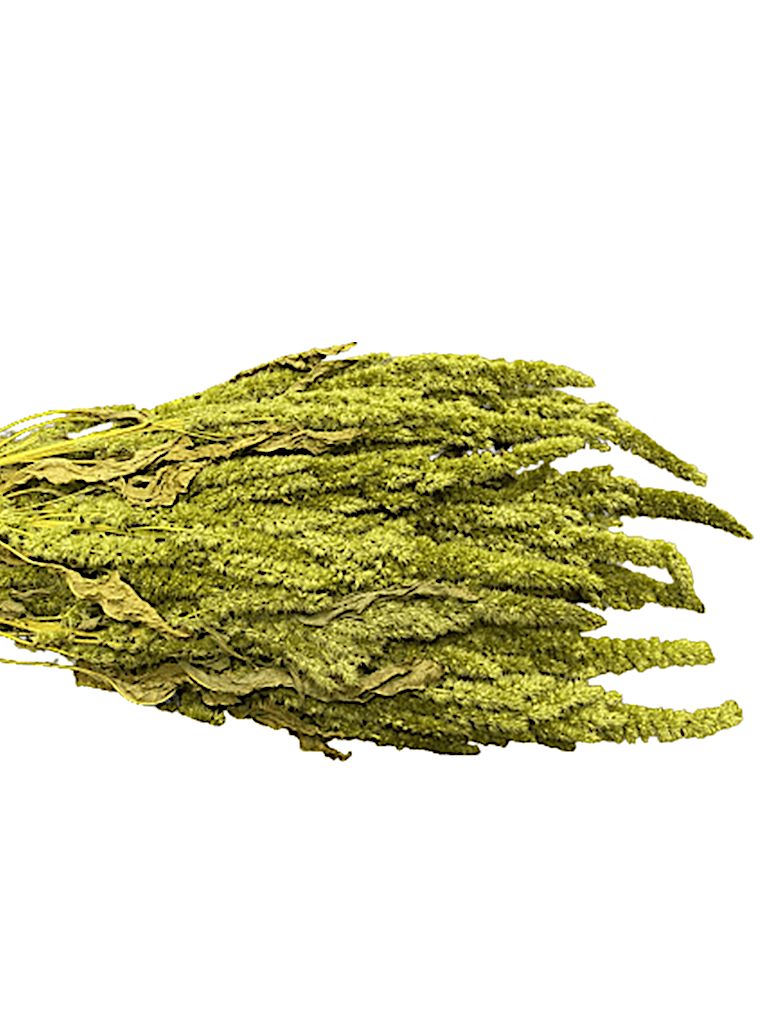 Amarante épi vert claire