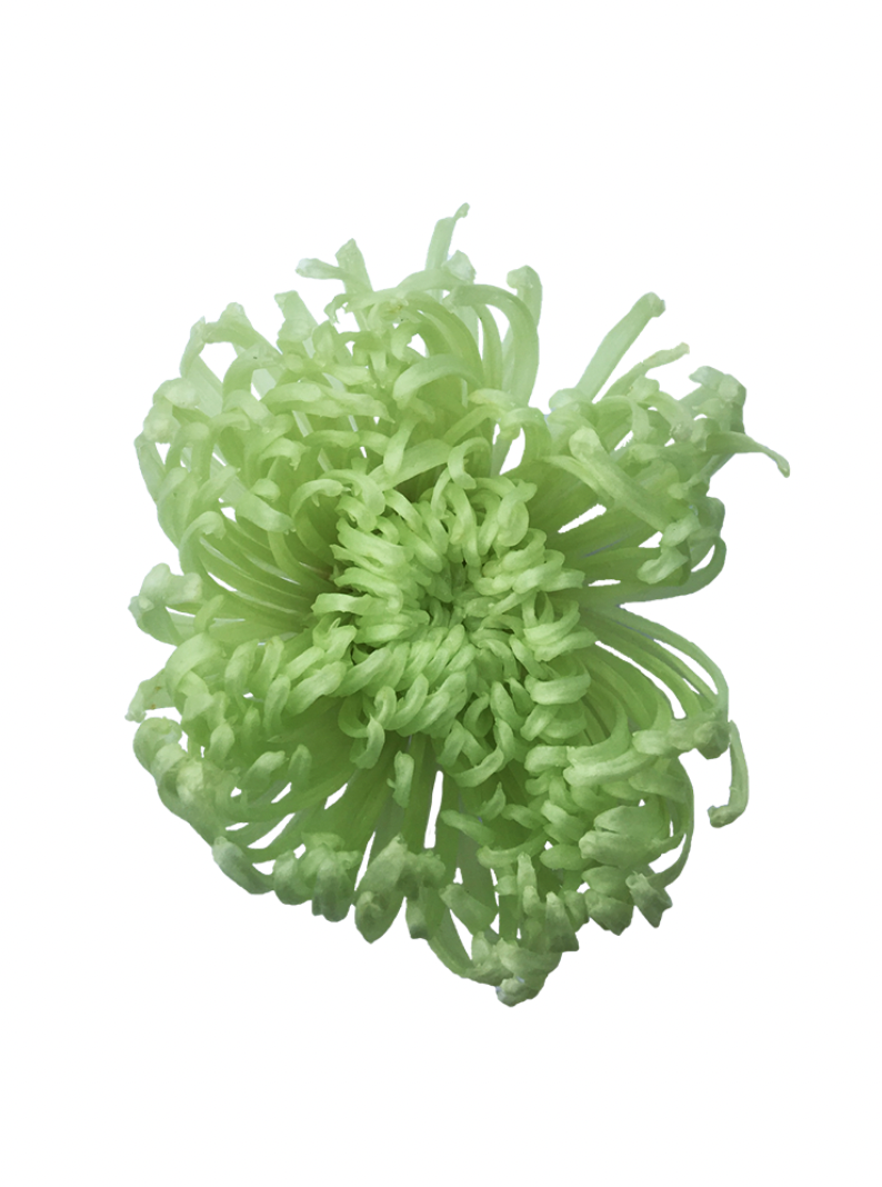 Chrysanthème Anastasia Stabilisé verte
