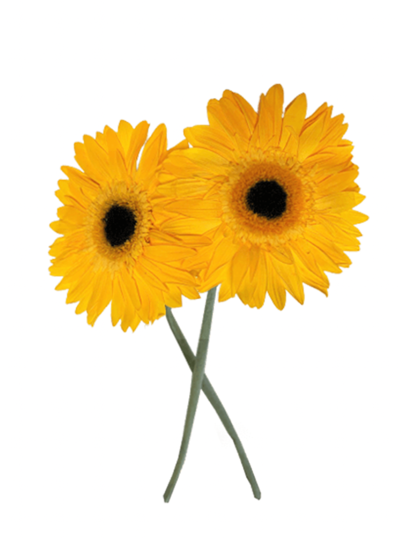 Gerbera Stabilisé jaune