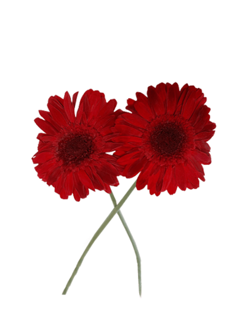 Gerbera Stabilisé rouge