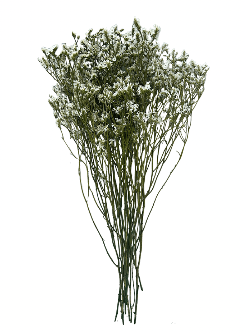 Limonium Stabilisé blanc