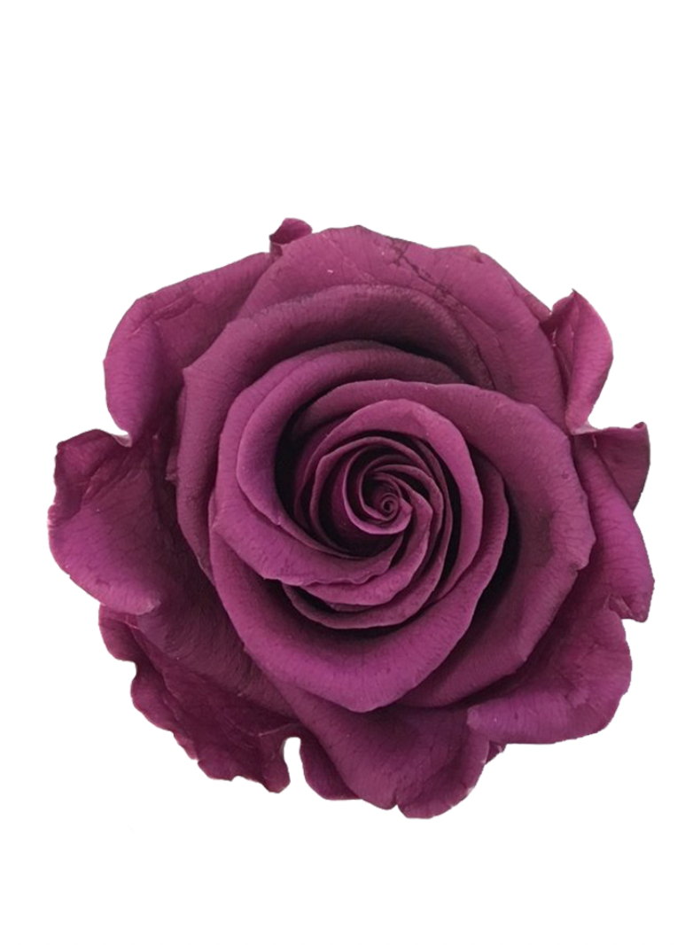 Rose Stabilisée mauve