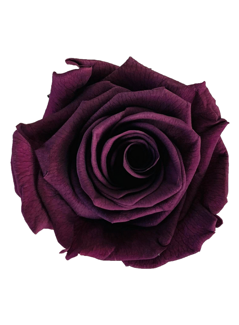 Rose Stabilisée mauve