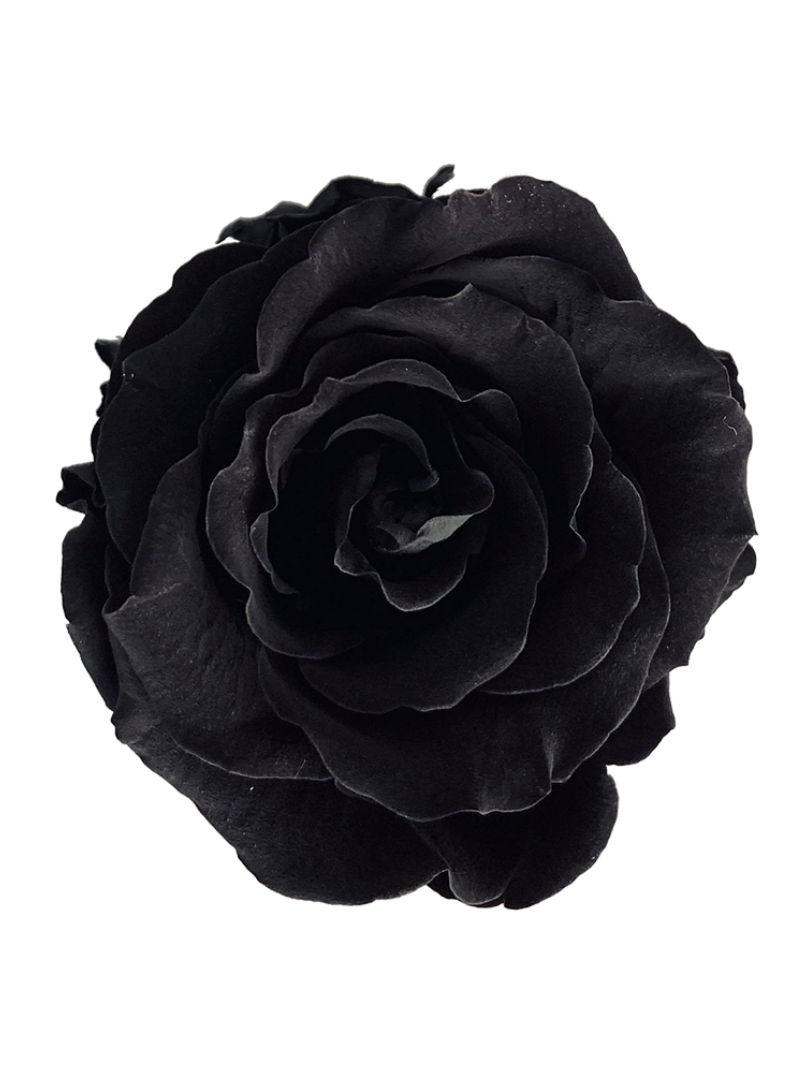 Rose Stabilisée noir