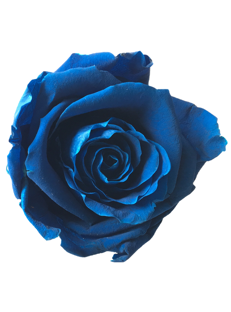 Rose Stabilisée bleu