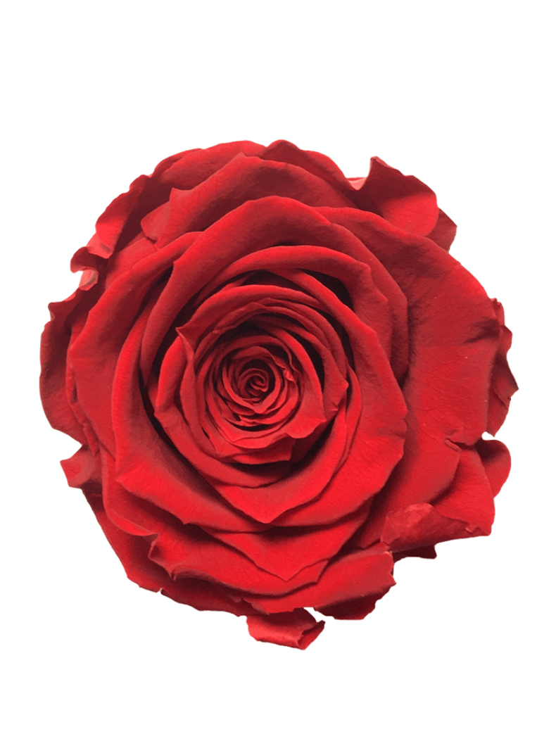 Rose Stabilisée rouge
