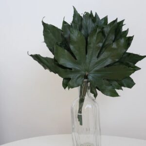 aralia stabilise installé dans un salon avec décoration naturelle