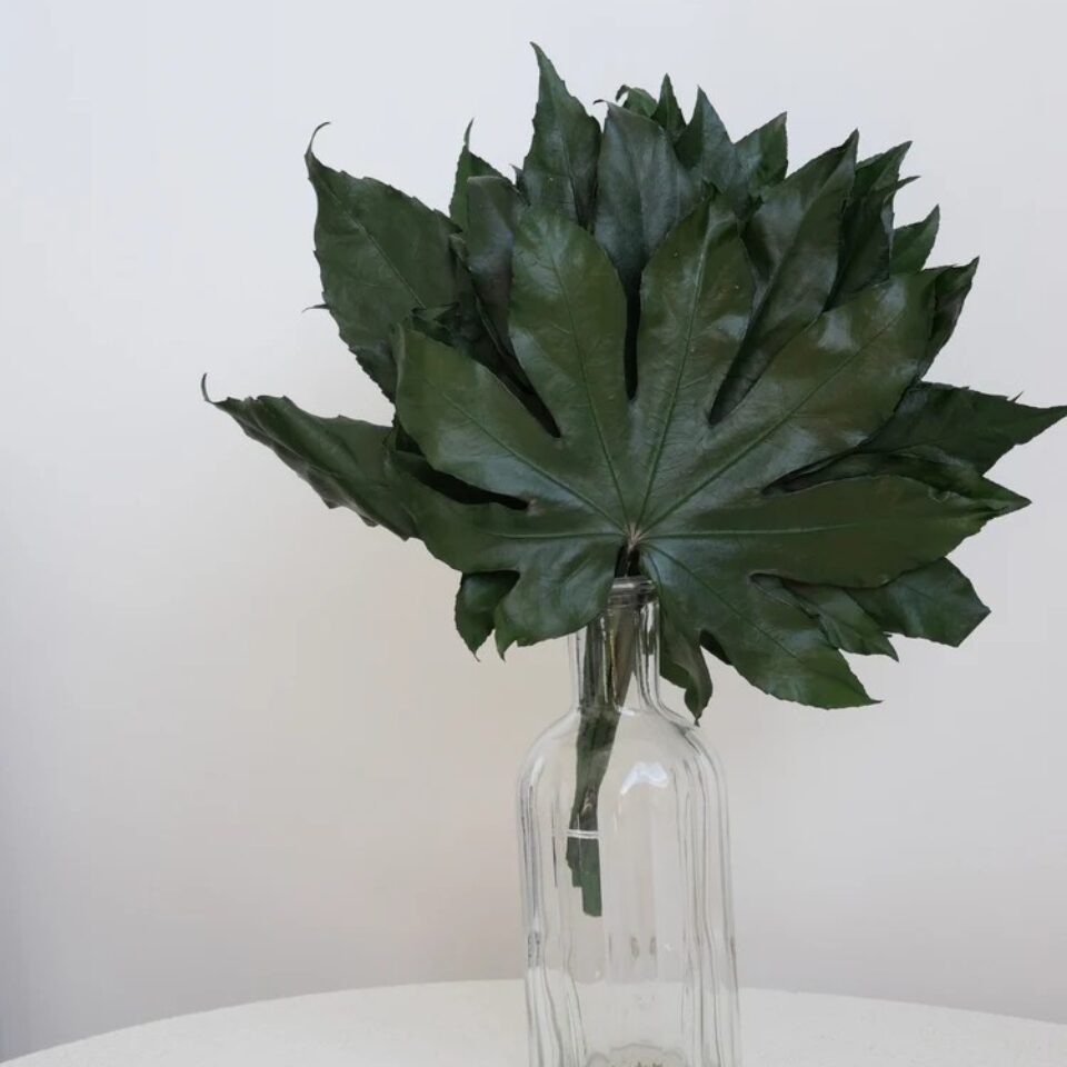 Aralia Stabilisée