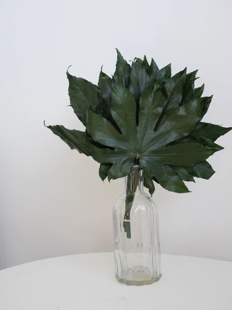 aralia stabilise installé dans un salon avec décoration naturelle