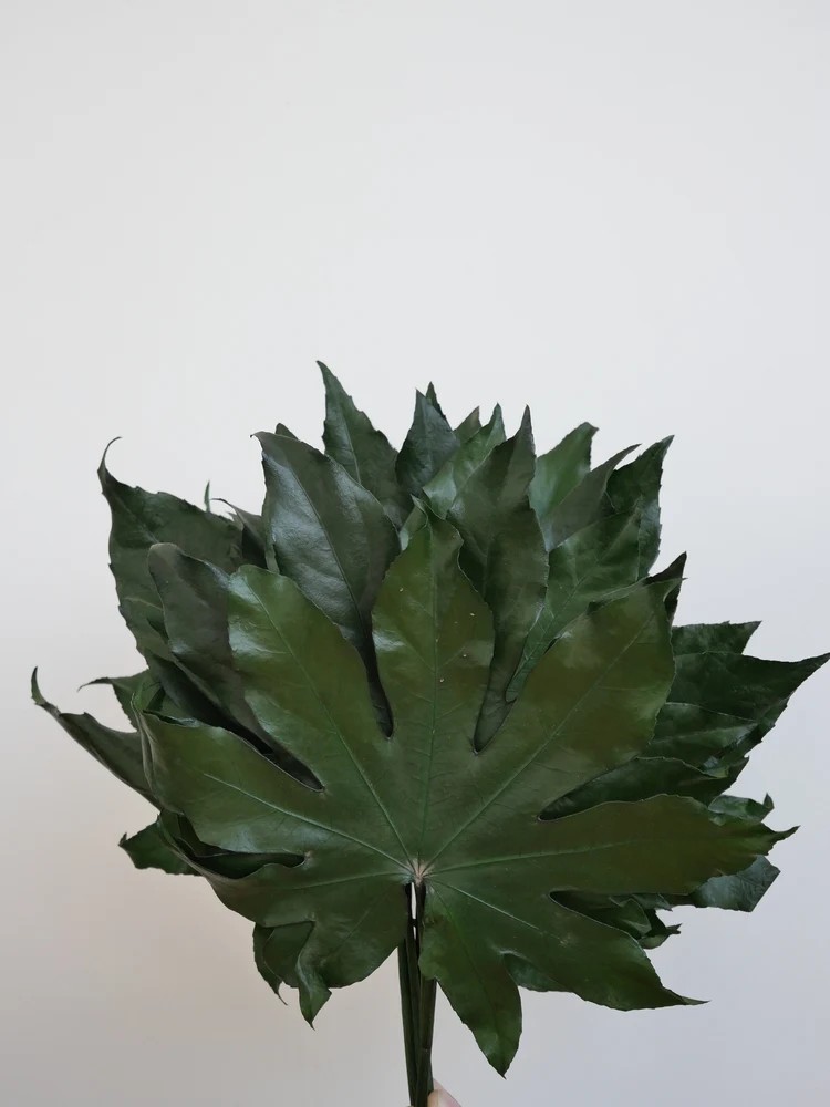 aralia stabilisé feuillage