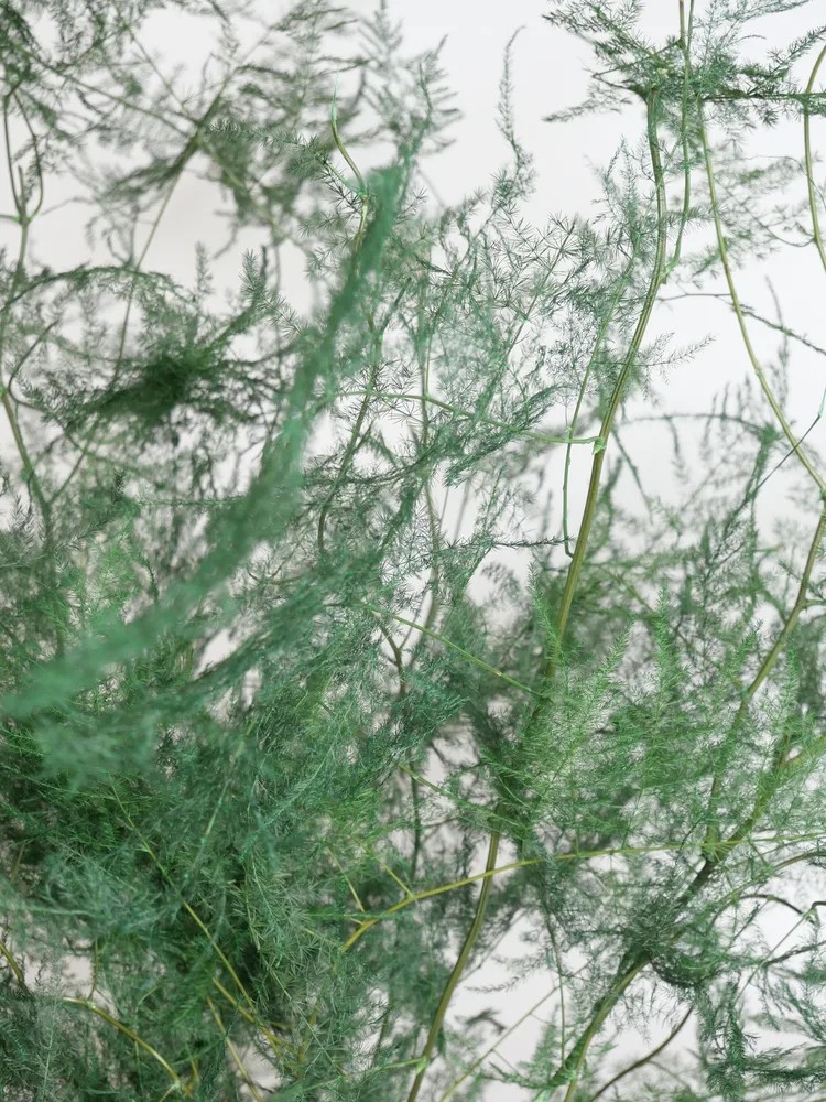 Zoom asparagus stabilisé vert