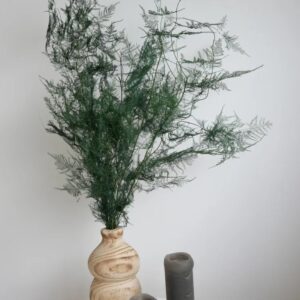 Asparagus stabilisé pour décoration naturelle intérieure