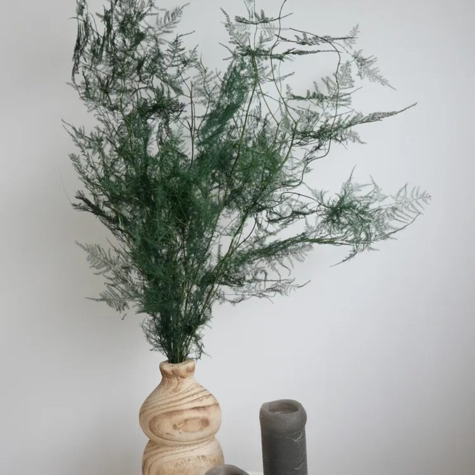 Asparagus Plumosus Stabilisé