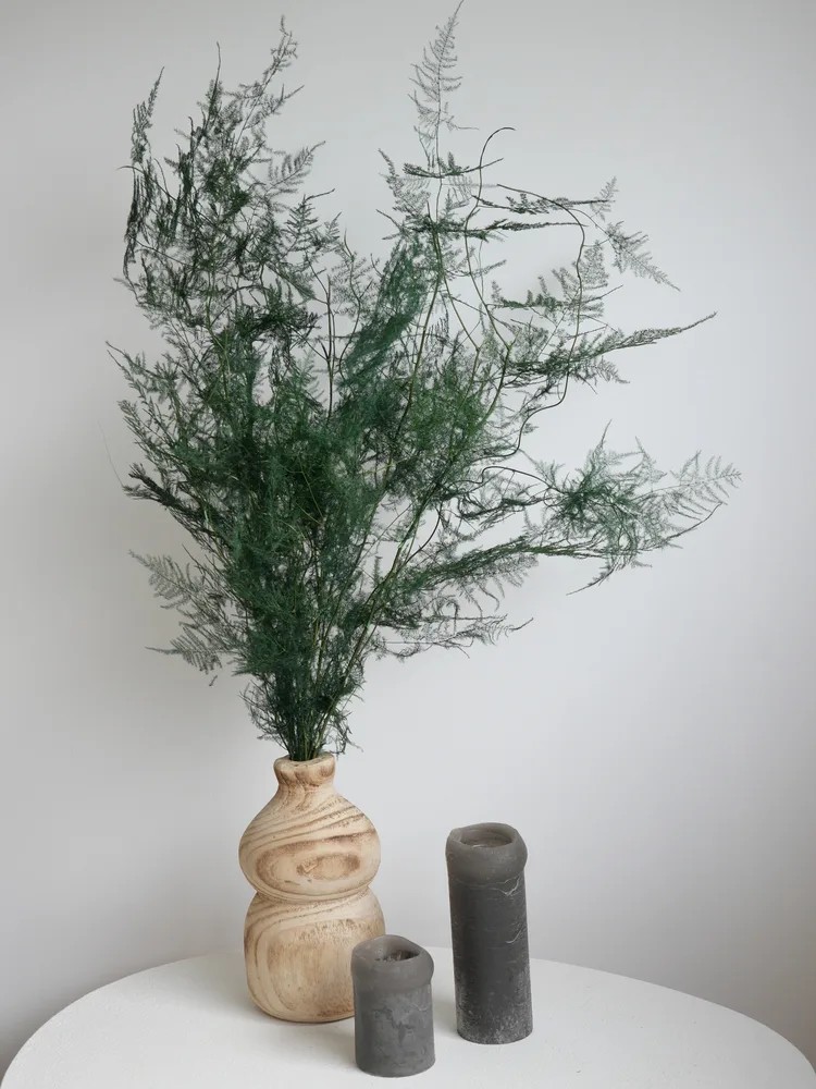 Asparagus stabilisé pour décoration naturelle intérieure