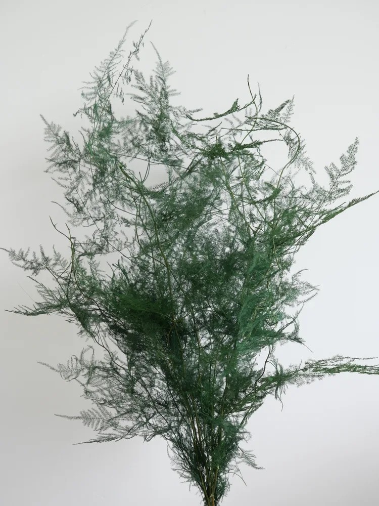 Asparagus stabilisé pour intérieur