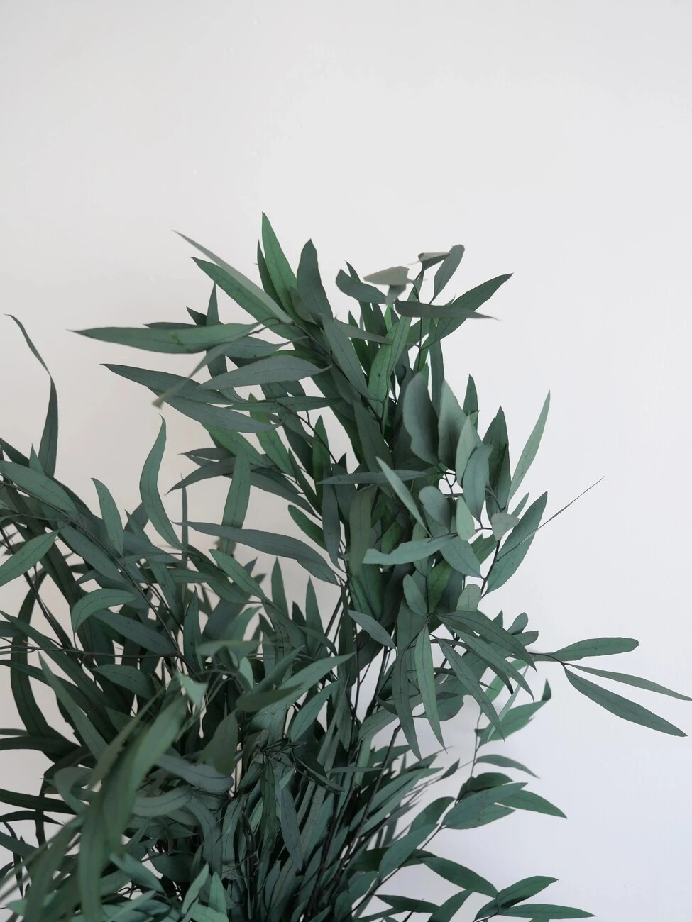 Eucalyptus nicoly vert stabilisé détails