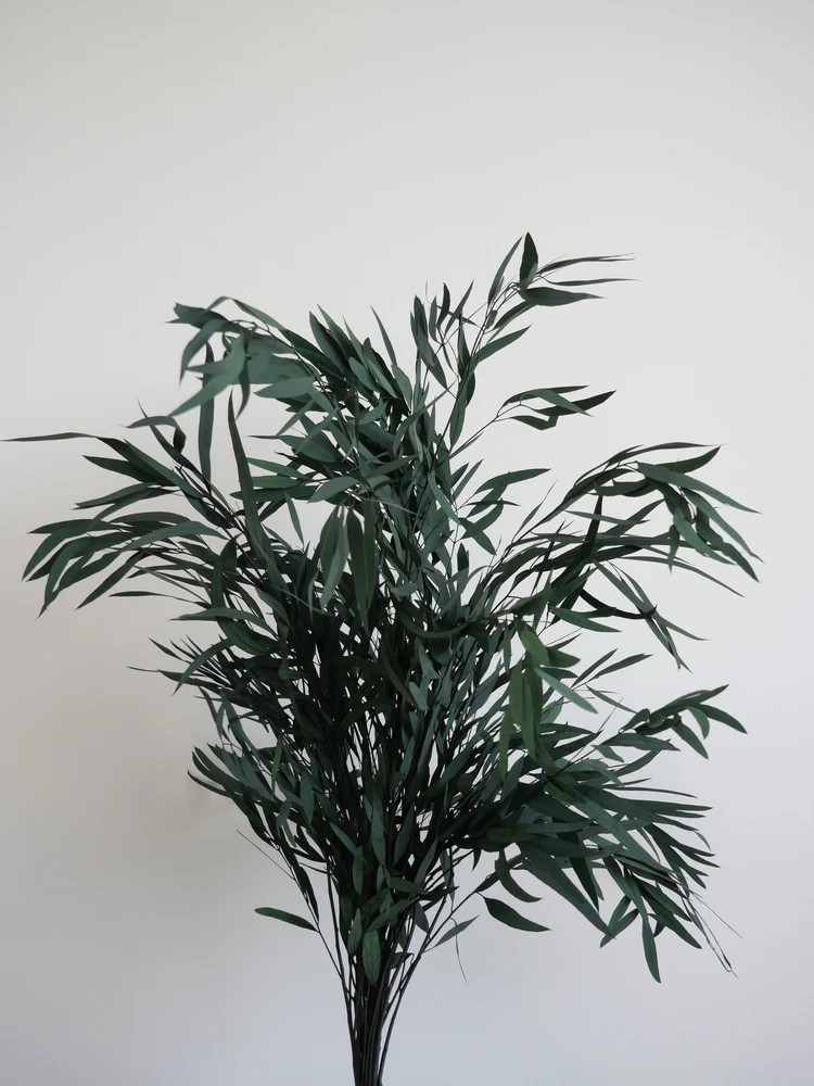 Eucalyptus nicoly vert stabilisé