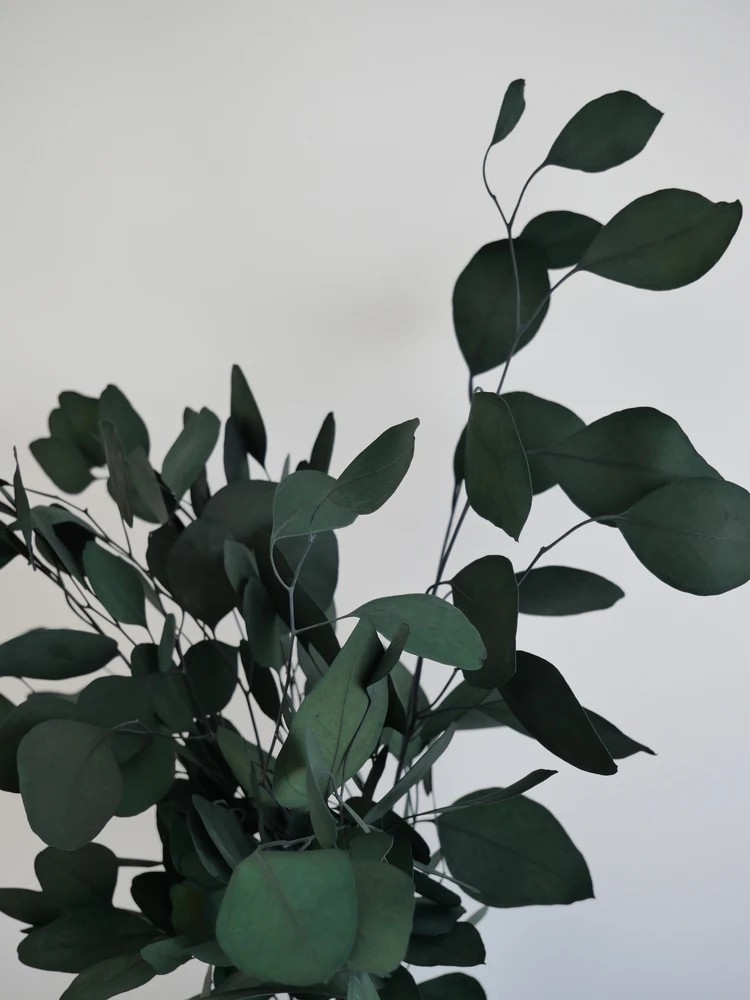 Eucalyptus populus vert stabilisé détails