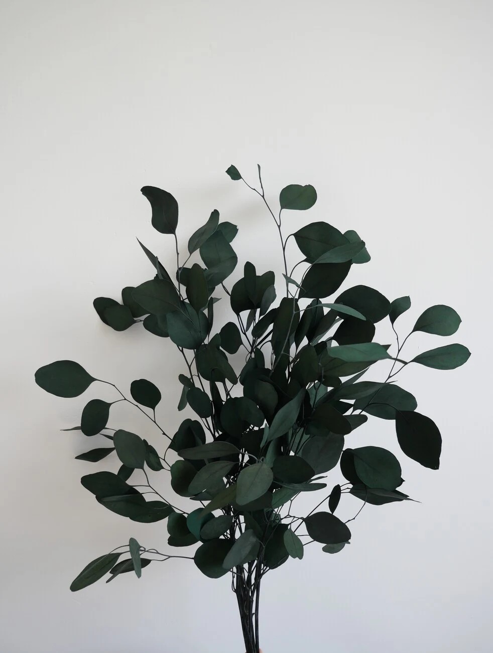 Eucalyptus populus vert stabilisé