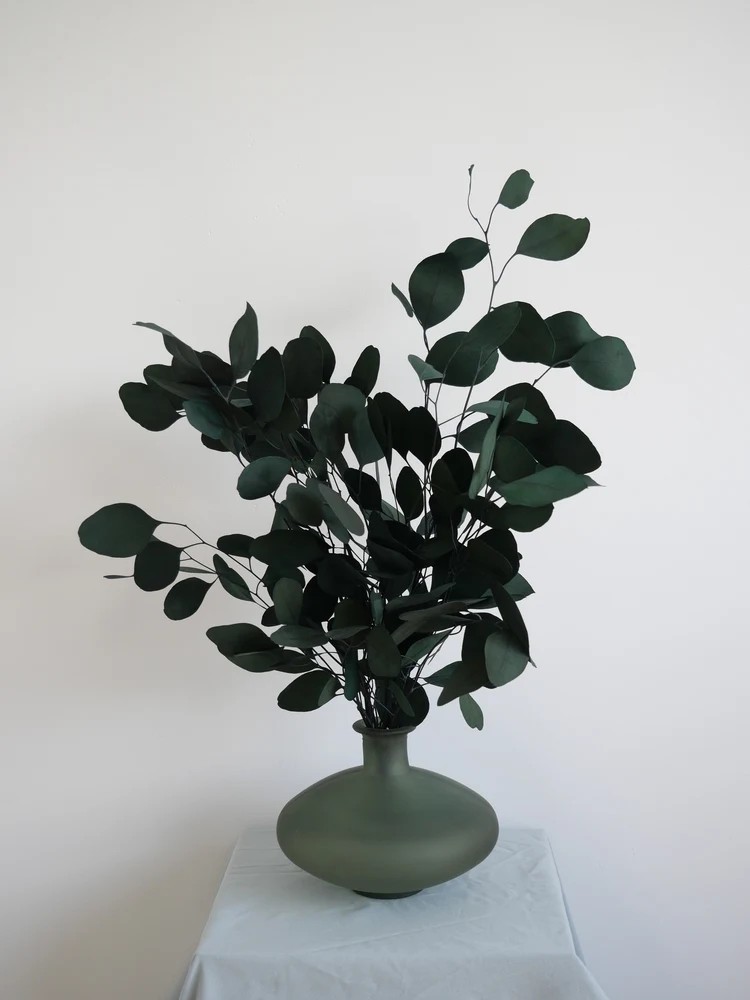 Eucalyptus populus vert stabilisé décoration intérieure