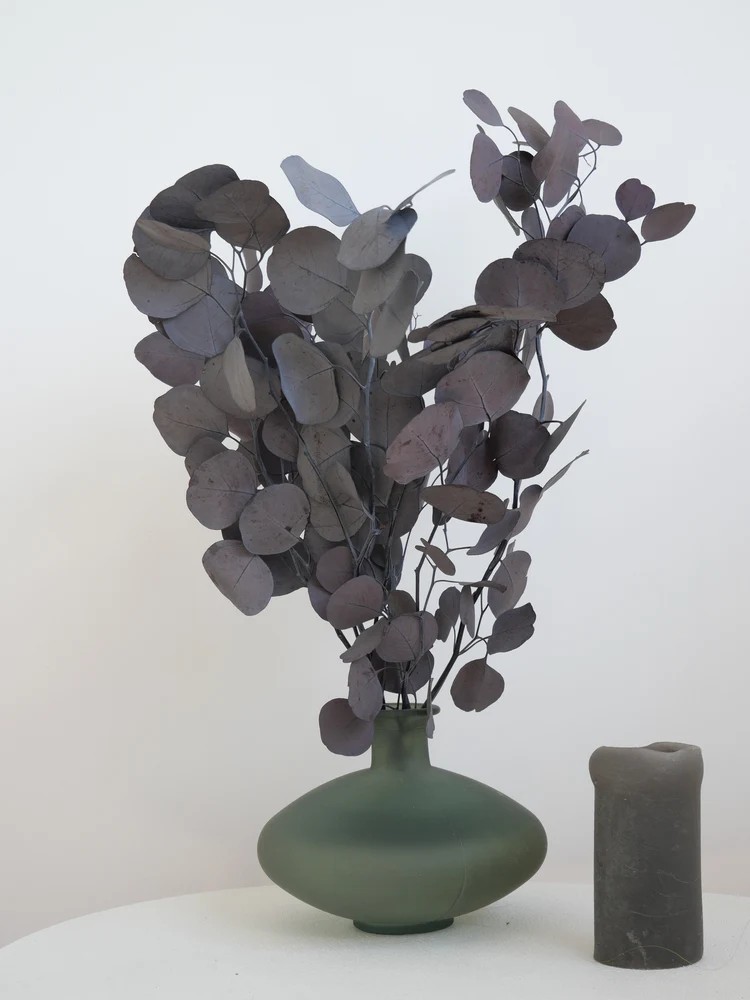Eucalyptus populus bordeaux stabilisé décoration intérieure