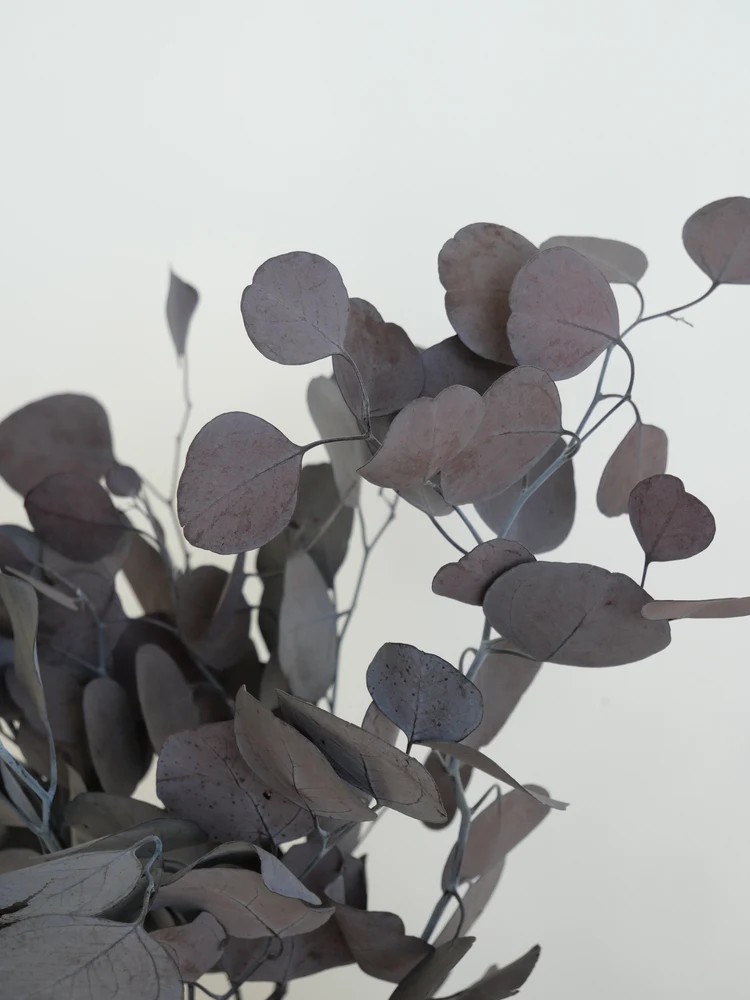 Eucalyptus populus bordeaux stabilisé détails