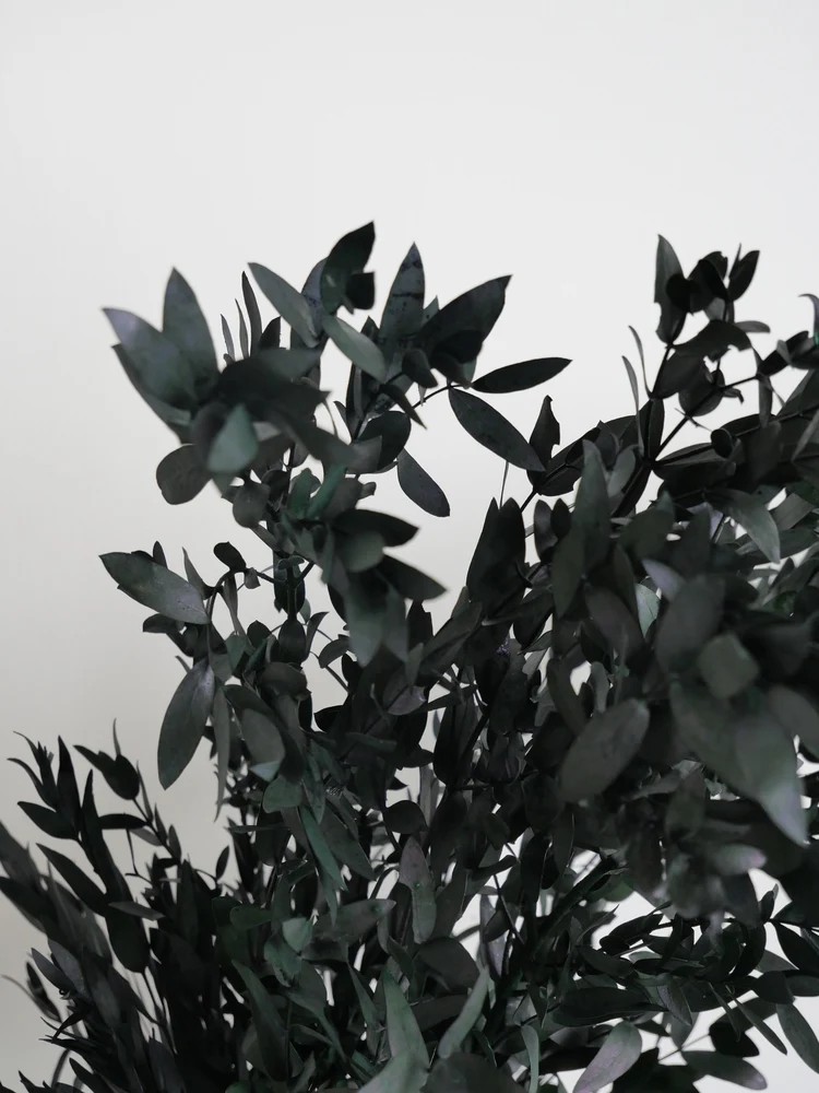 Eucalyptus parvifolia vert stabilisé détails