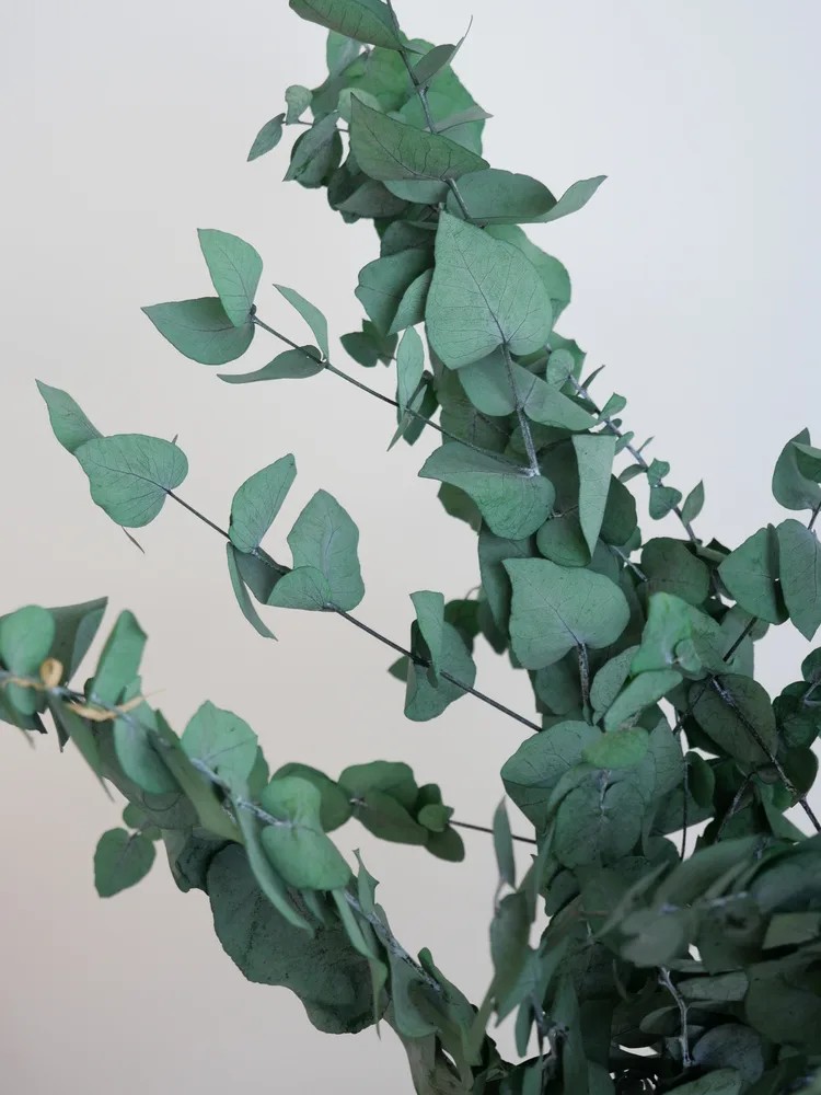 Eucalyptus stuartiana stabilisé détails