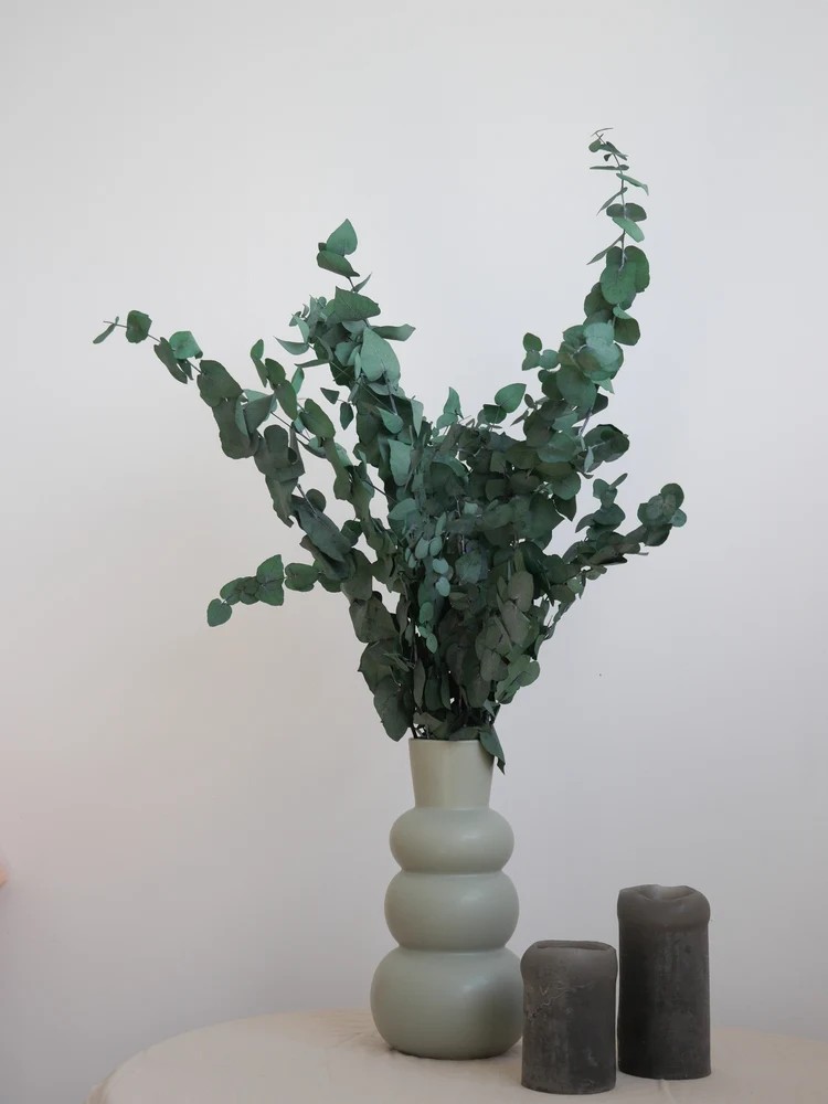 Eucalyptus stuartiana stabilisé décoration intérieure