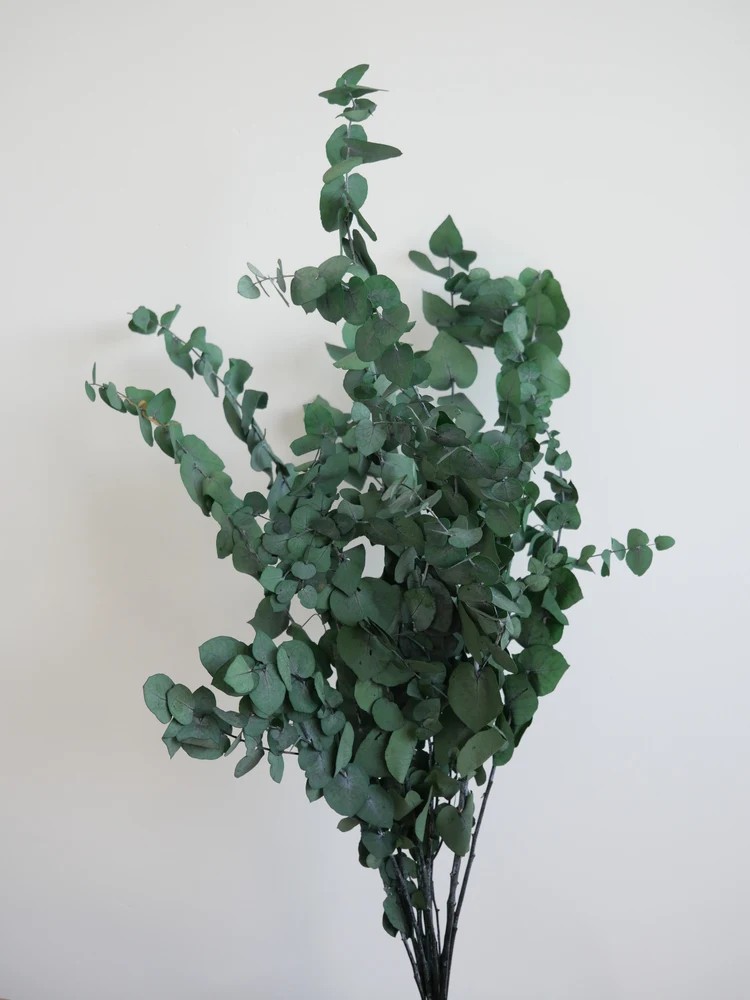 Eucalyptus stuartiana stabilisé