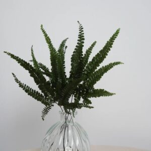 Fougère felci fern stabilisée feuillage