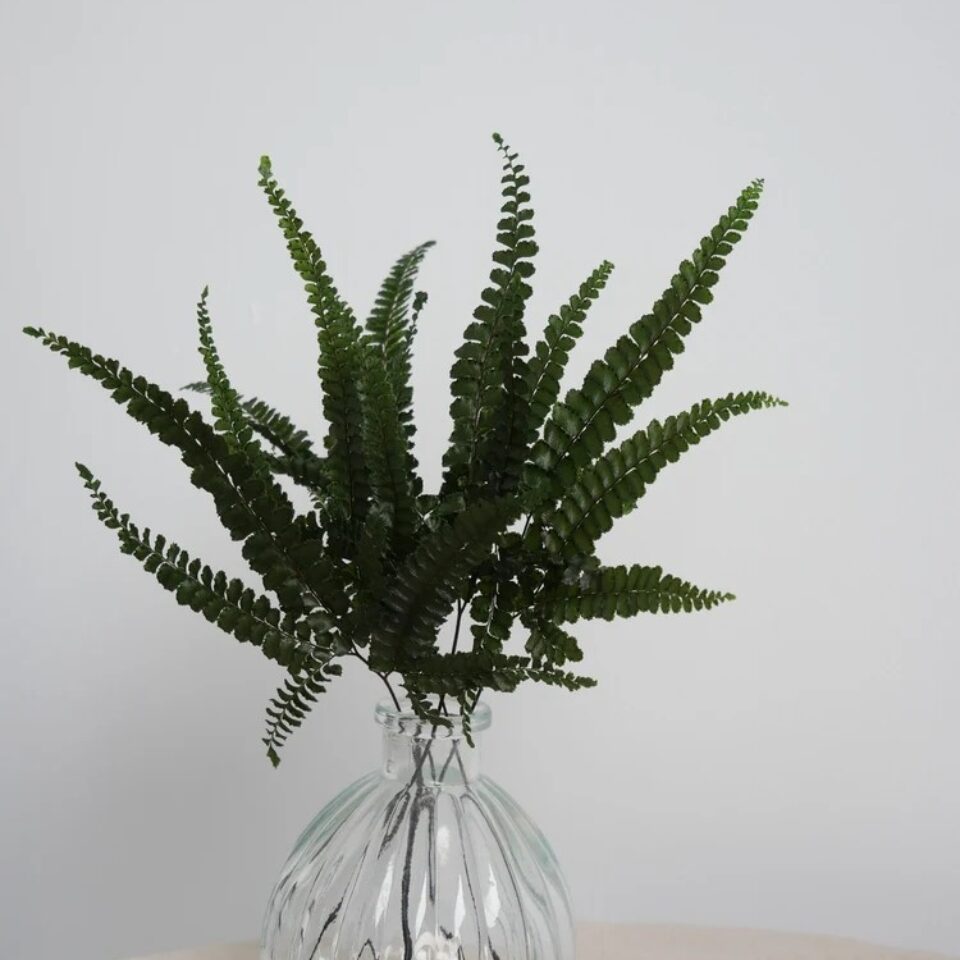 Fougère Felci Fern Stabilisée