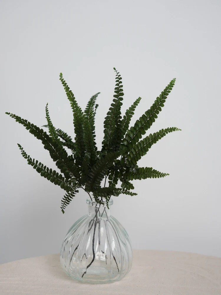 Fougère felci fern stabilisée feuillage