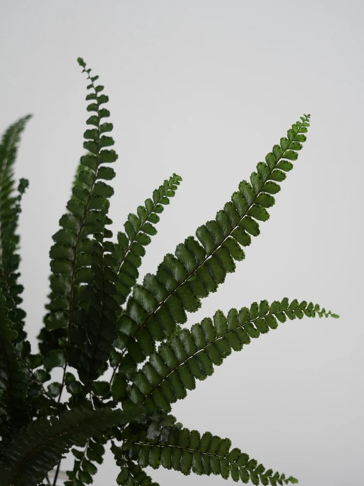 Fougère felci fern stabilisée détails
