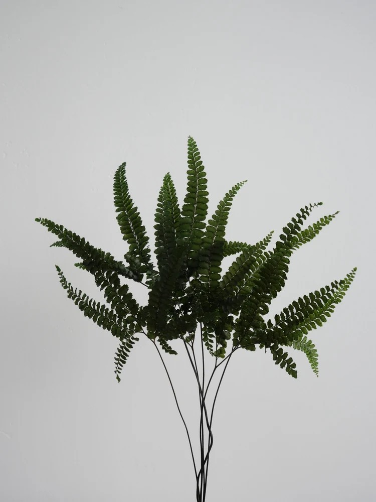 Fougère felci fern stabilisée