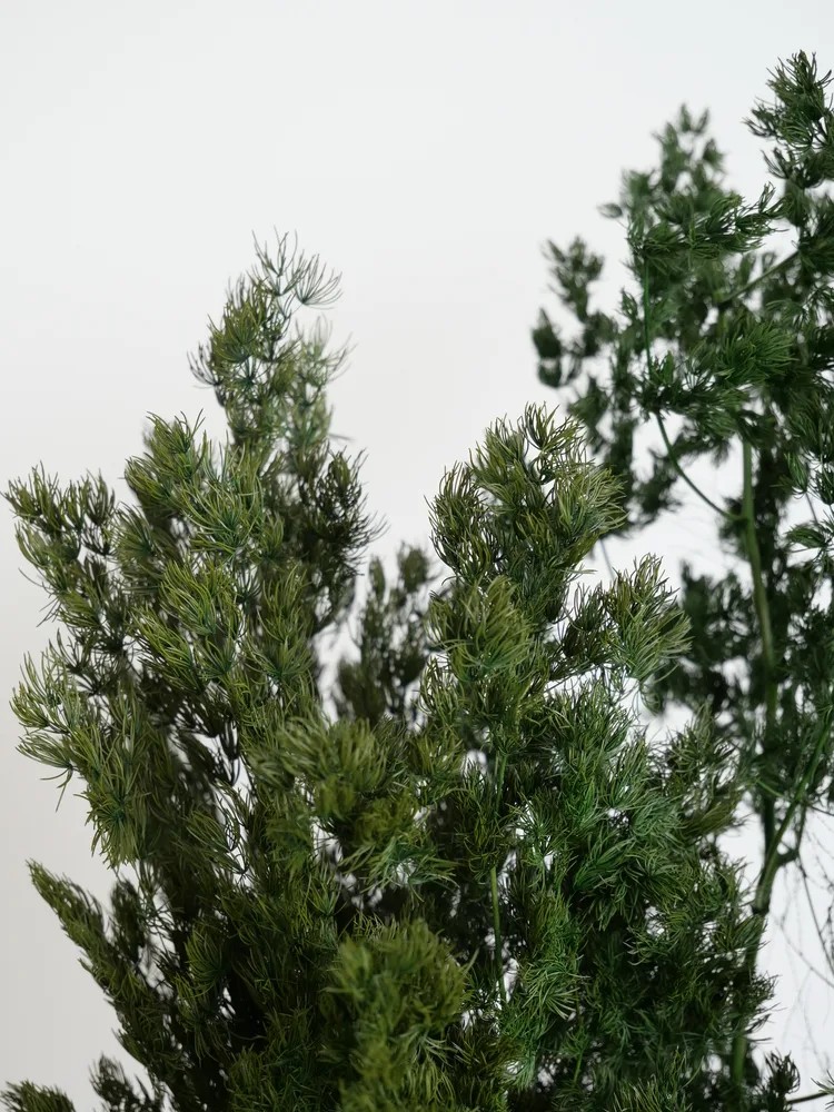 Ming fern stabilisé détails