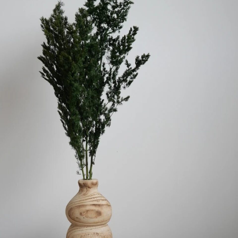 Ming Fern Stabilisé