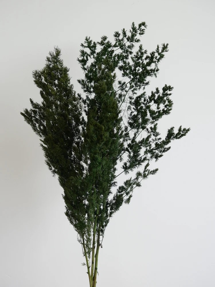 Ming fern stabilisé