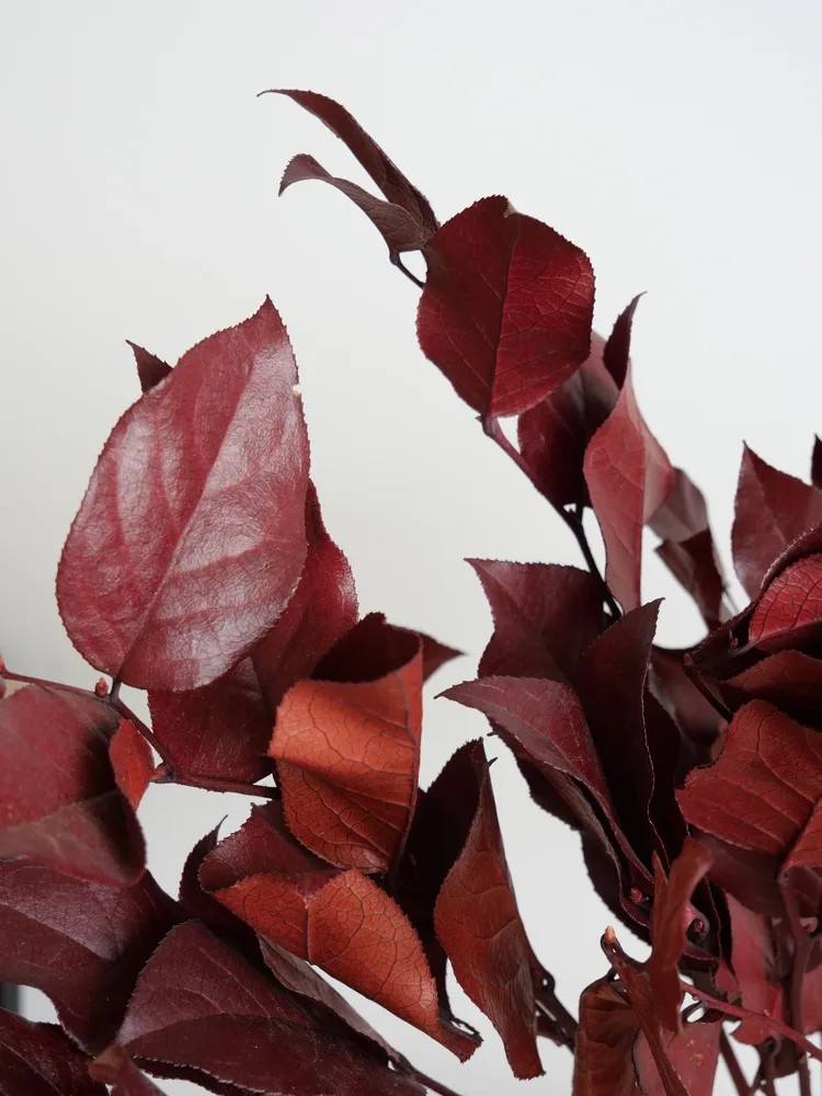 Salal rouge stabilisé détails