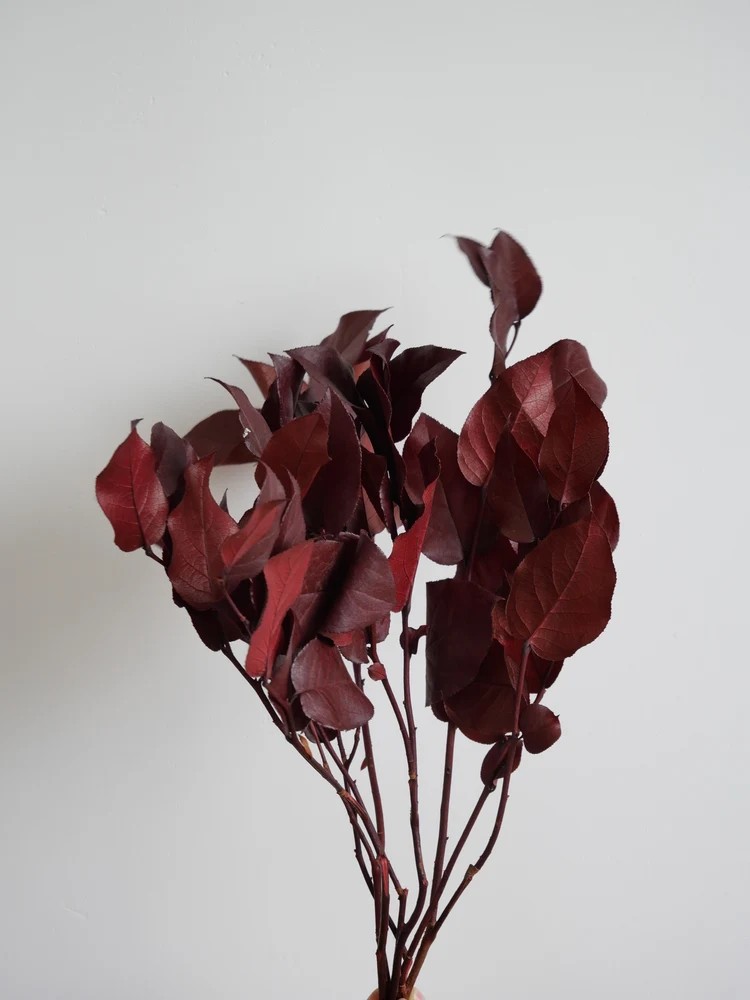 Salal rouge stabilisé