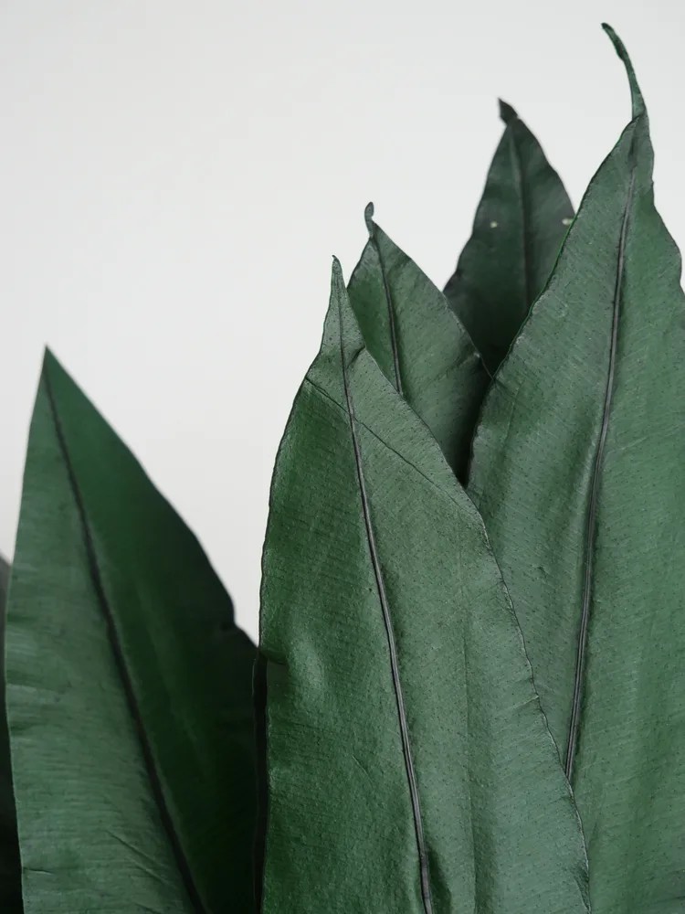Tropical leaf stabilisée détails
